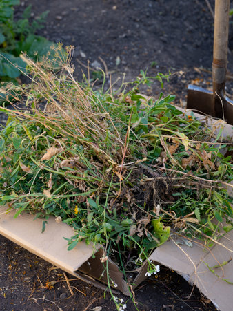 Cardboard box with weeds and dry plants inside it and shovel in a garden