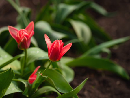 Pink tulips flowering in the garden.の写真素材