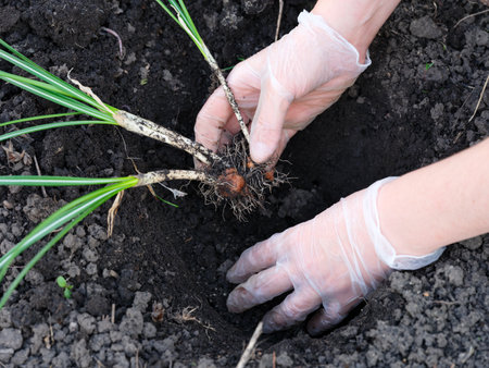 Woman hands in protective gloves planting crocus plants to the soilの写真素材