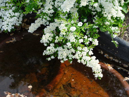Beautiful spiraea bush with white flowers blooming at the ornamental pond in the garden
