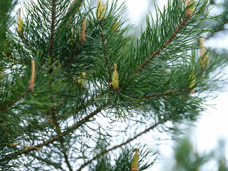 Close-up shot of pine tree branches with young green shoots
