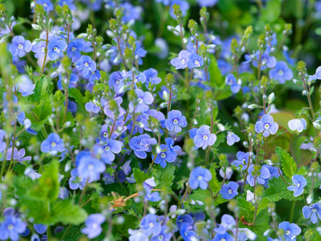 Blue Veronica chamaedrys (germander speedwell) flowers blooming in nature. Full frameの写真素材