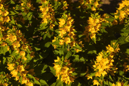 Large yellow loosestrife flowers (Lysimachia punctata) blooming in a gardenの写真素材