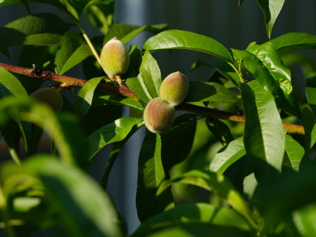Unripe peaches growing on a peach tree branch. Close-upの写真素材