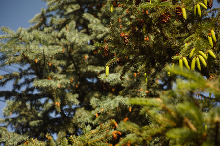 Spruce cones hanging on a spruce tree branchesの写真素材