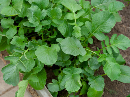 Close-up of radish plant leaves in a vegetable garden.の写真素材