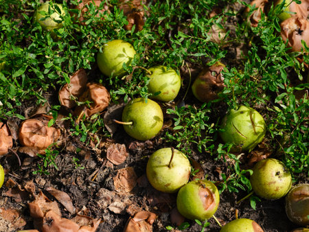 Overripe and spoiled pears lying on the groundの写真素材