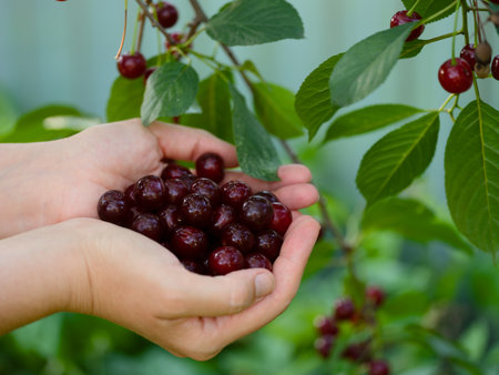 Woman palms full of fresh ripe cherries against nature backgroundの写真素材