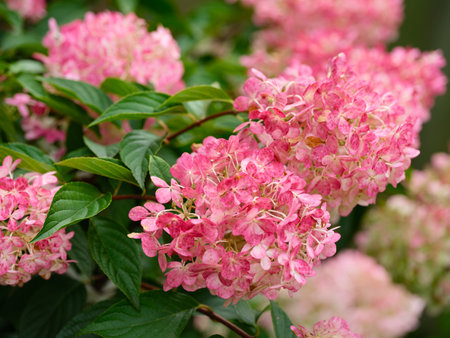 Close-up shot of flowering pink hydrangea