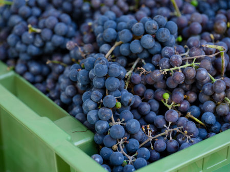 Close-up of a crate full of freshly harvested blue grapes.