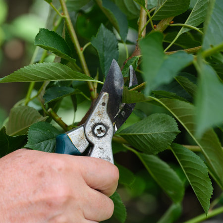 Garden shears in man hand being used to cut tree branch. Close-up