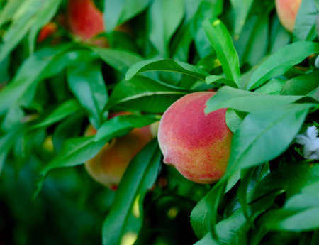 Close-up shot of an organic peach growing on a peach tree in orchard.の写真素材
