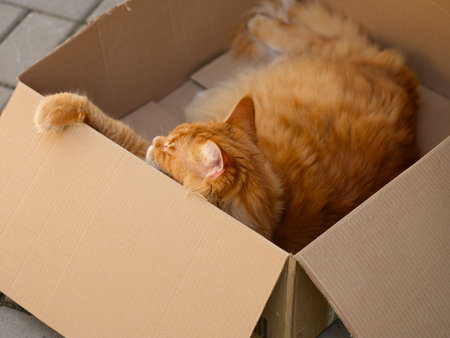 Ginger Maine Coon cat comfortably napping inside an open cardboard box.の写真素材