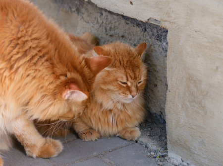 Two fluffy orange cats sit close together on a paved outdoor surface next to a concrete wall.の写真素材