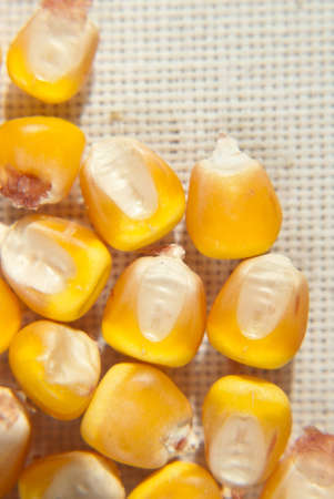 Macro shot of yellow maize seeds