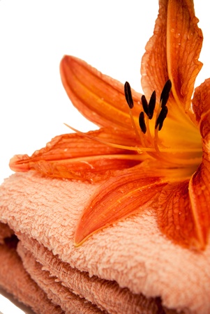 Lilly on towelの写真素材