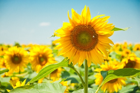 Sunflower fieldの写真素材