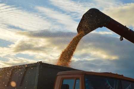 Combine harvesting corn on summer or autumn afternoon industry detailsの写真素材