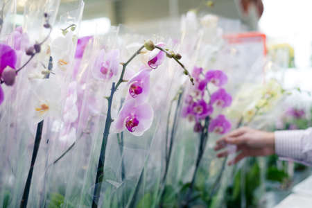 Hand on flower plant choosing and buying beautiful orchids in garden department supermarket on the shopping store backgroundの写真素材