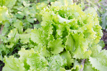green leaves salad