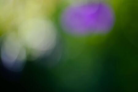 Green leaves and flowers blurred bokeh background and sunlightの写真素材