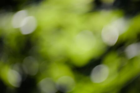 Green blurred bokeh background and sunlightの写真素材