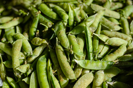 Closeup of many green eating pea. Green copy space background