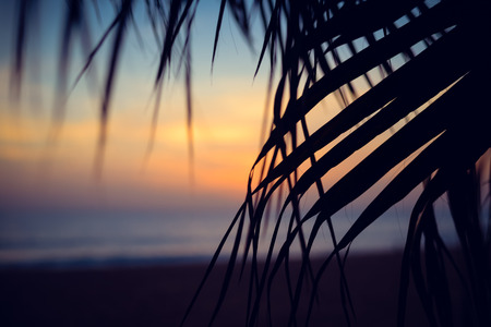 Beautiful colorful sunset on the beach through silhouette of palm tree leavesの写真素材