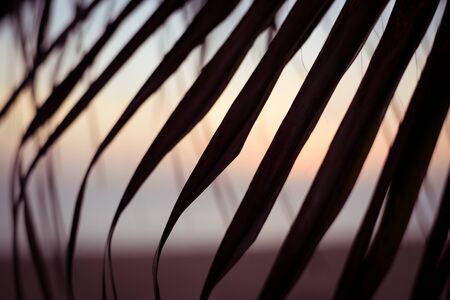 Beautiful colorful sunset on the beach through silhouette of palm tree leavesの写真素材