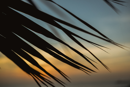 Beautiful colorful sunset on the beach through silhouette of palm tree leavesの写真素材
