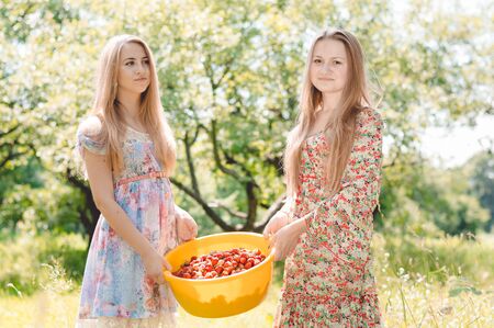 Strawberry pickers. Two happy young women teenage girl friends on farm gathering strawberry on bright summer day green outdoors backgroundの写真素材
