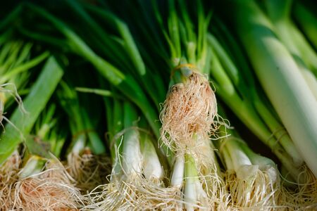 Closeup picture of green onion on display