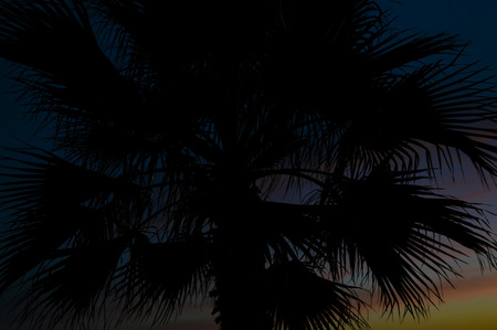 Night time silhouette of palm trees at sunset natural outdoors backgroundの写真素材