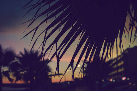 Night time silhouette of palm trees at sunset natural outdoors backgroundの写真素材