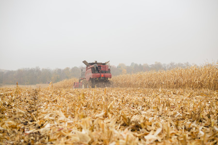 Corn crops field harvest in autumn natural scene. Rural outdoors landscaped backgroundの写真素材