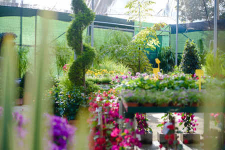 Flowers in greenhouse garden shop in spring full of beautiful plantsの写真素材