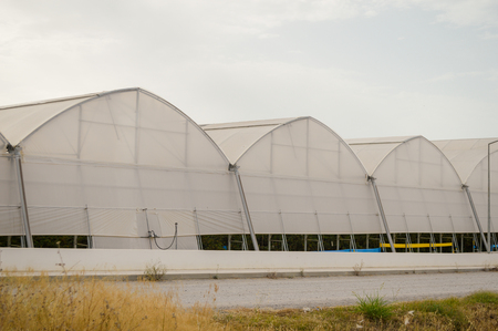 A row of plastic covered bow house tents for raspberry productionの写真素材