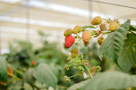 Branch with many raspberries, Portugal industry plant