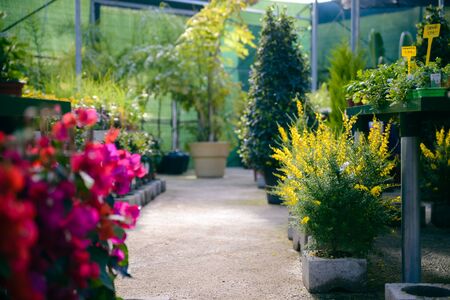 Shop of garden flowers selling plants, fertilizers. Perspective viewの写真素材