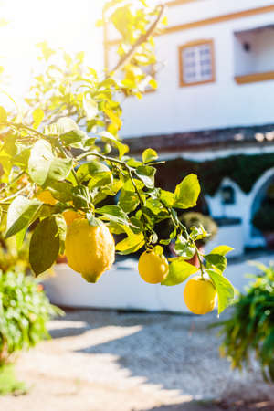 Close up of Lemons hanging from a tree in a lemon grove in Portugalの写真素材