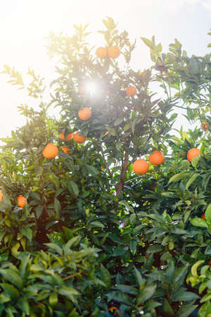 orange trees with fruits on plantation with sun lightの写真素材