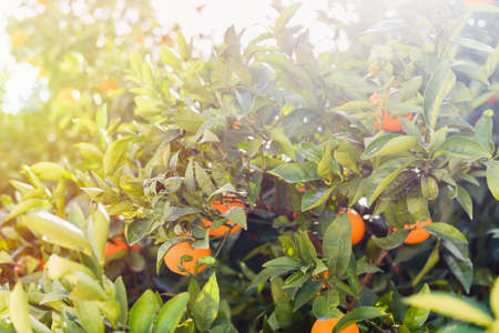 orange trees with fruits on plantation with sun lightの写真素材