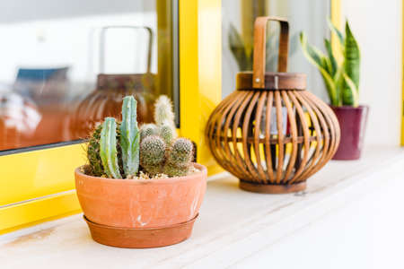 Cactus in pot with bright light in the morning in vintage tone, Still life natural with looking out of blurry background of window for relaxing concept backgroundの写真素材