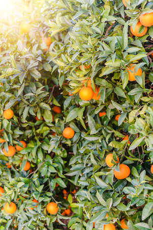 orange trees with fruits on plantation with sun lightの写真素材