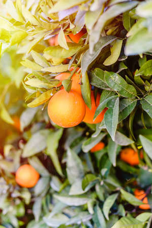 orange trees with fruits on plantation with sun lightの写真素材