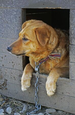 Red shaggy dog in a wooden boothの写真素材