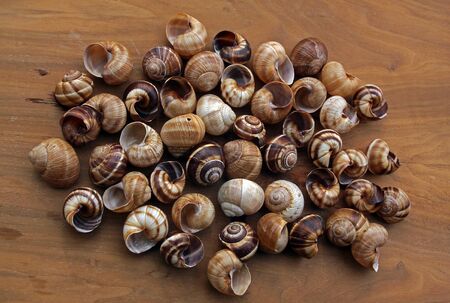 Spiral sea shells on a textured backgroundの写真素材