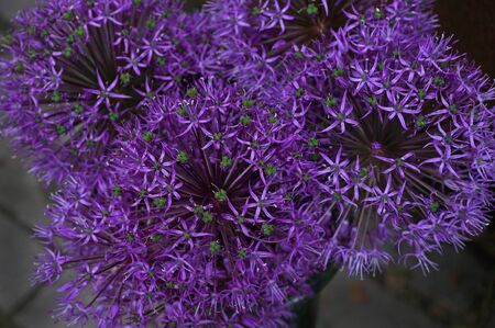 Close-up on Purple Allium flowerhead (decorative onion). Selective focusの写真素材