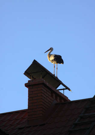 White stork standing on the chimney of a new home. Large space for writingの写真素材