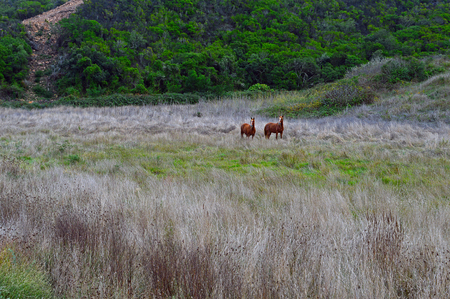 Two horses in open field with dry grass growing in the foregroundの写真素材